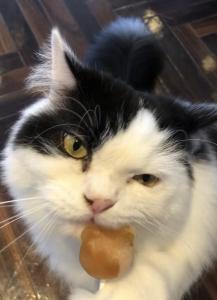 ꒰ঌᰔ໒꒱ ꒰ঌᰔ໒꒱