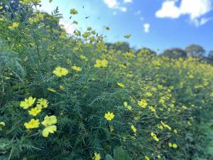 ✩︎*॰ ( ¨̮ ) ॰*✩︎