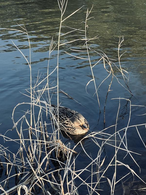 2026-01-15 20:49:45更新 沙月 りなのブログ写真