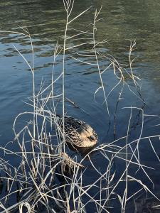 01/15  沙月 りなのブログ写真