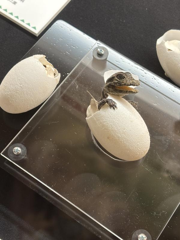 2026-01-17 20:40:50更新 速水 あゆみのブログ写真