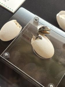 01/17  速水 あゆみのブログ写真