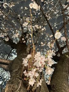 02/23  音倉 しずくのブログ写真