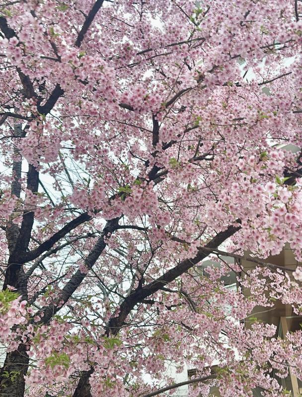 2026-02-28 16:06:52更新 松村 かおりのブログ写真