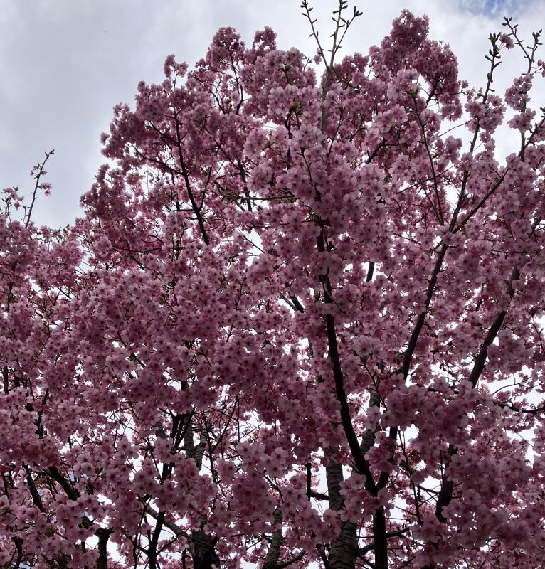 2026-03-21 10:30:01更新 雪乃 ひなのブログ写真