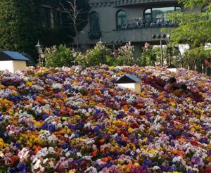 吹石 あおいの更新ブログ写真