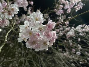 04/02  杜野 ゆいかのブログ写真