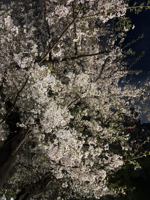 2026-04-06 20:29:39更新 速水 あゆみのブログ写真