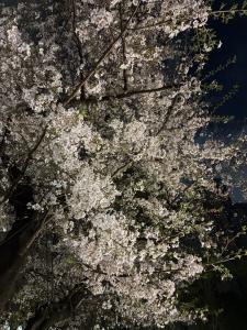 04/06  速水 あゆみのブログ写真