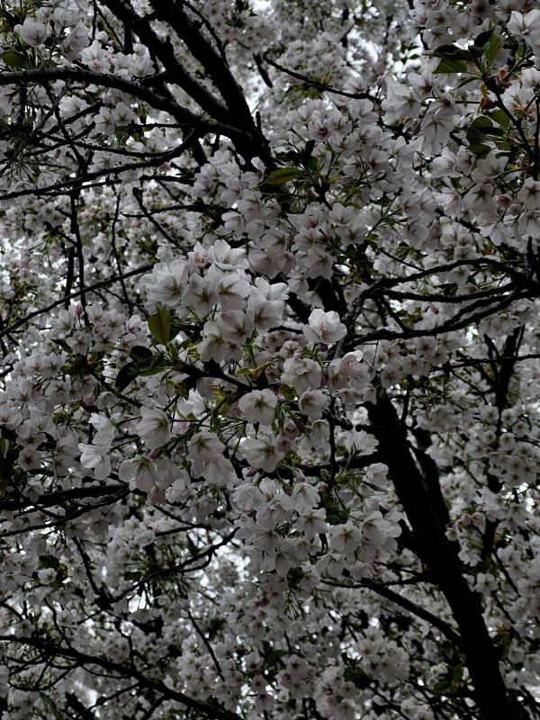 2026-04-09 10:30:00更新 吹石 あおいのブログ写真