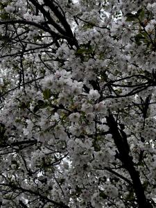 吹石 あおいの更新ブログ写真