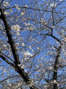 03/29  松村 かおりのブログ写真