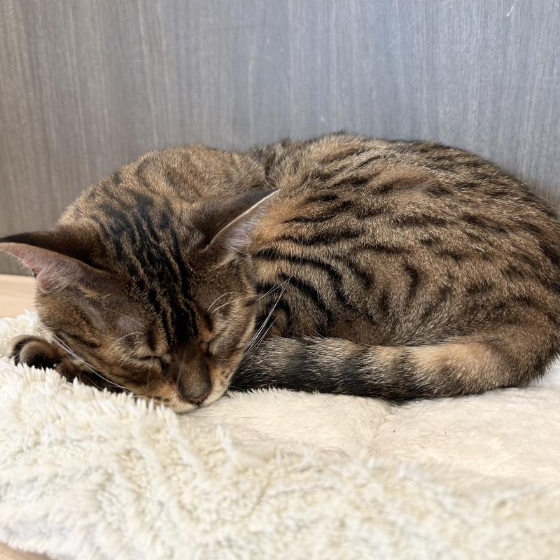 2026-04-17 22:24:42更新 真鍋 あかりのブログ写真