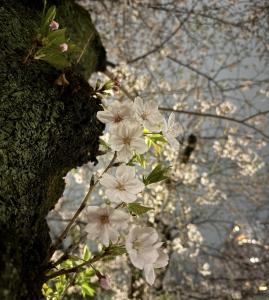 音梨 くるみの更新ブログ写真