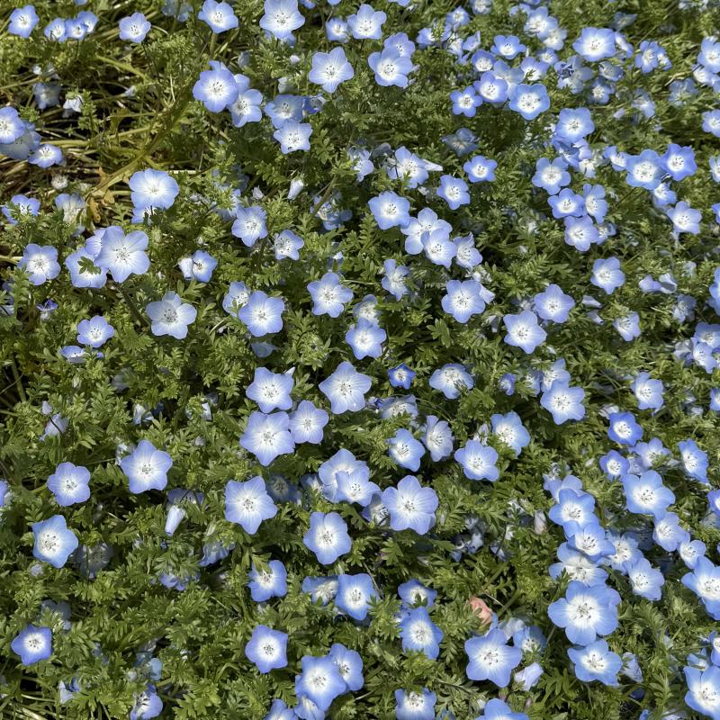 2026-05-05 12:04:32更新 芹沢 えりかのブログ写真