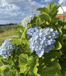 音梨 くるみのブログ写真