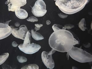 夏目 のどかのブログ写真