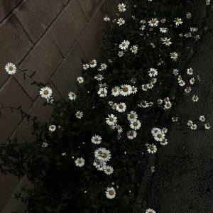 月城 いおのブログ写真