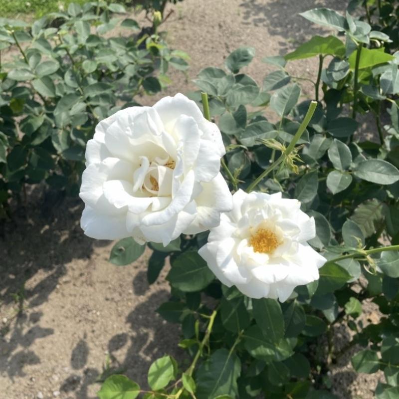 芹沢 えりかのブログ写真