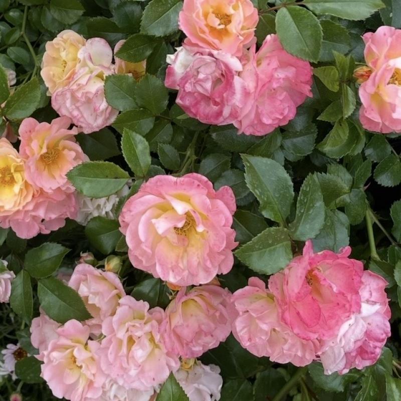 芹沢 えりかのブログ写真