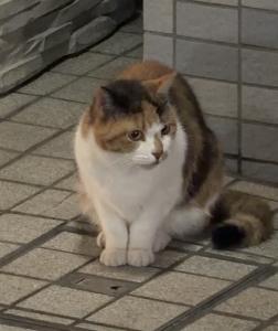 前の記事