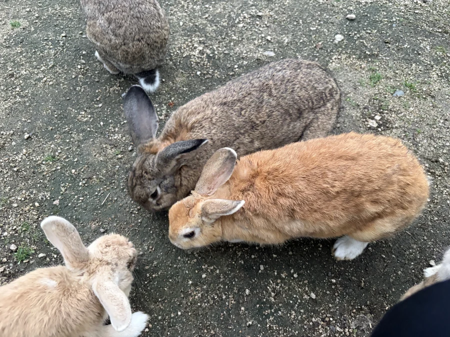 真鍋 あかりのブログ写真